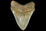Serrated, Fossil Megalodon Tooth - Monster Meg Tooth #156563-2